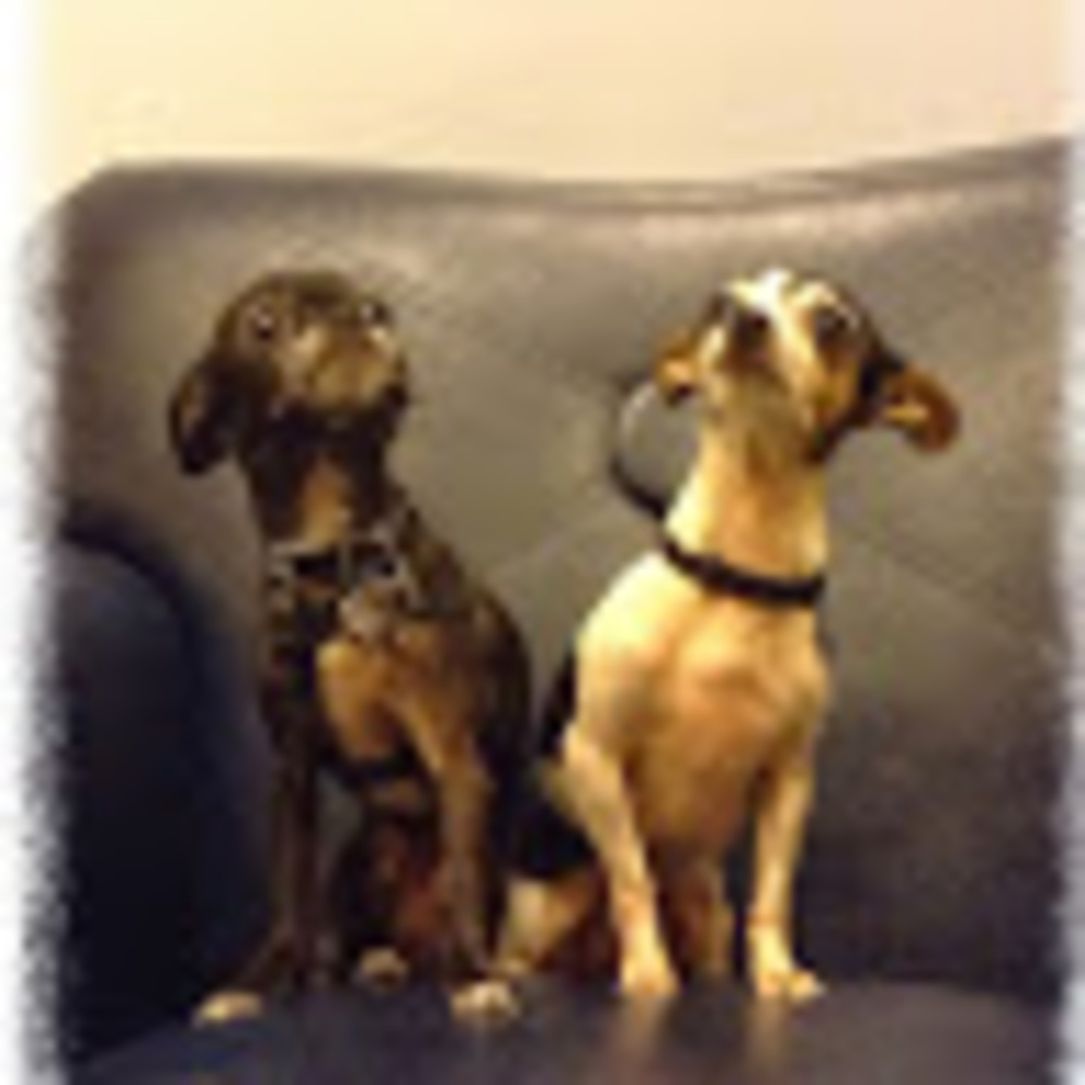 Meet your Posher, Anne